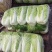 河南白菜青杂3号白菜，精品大白菜，规格齐全，代发全国