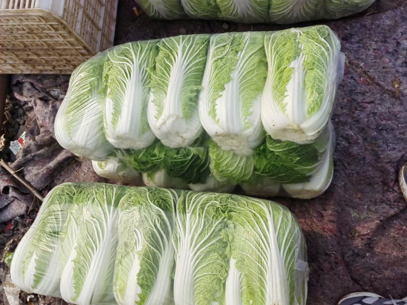 河南白菜青杂3号白菜，精品大白菜，规格齐全，代发全国