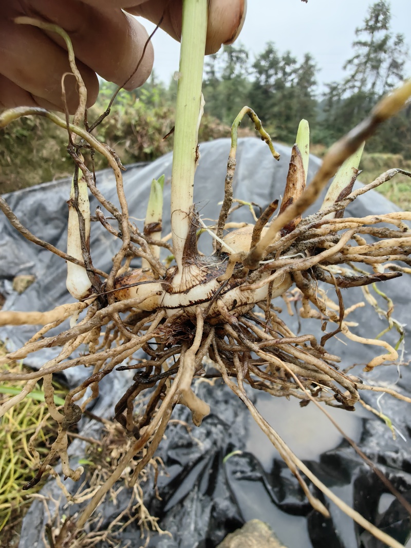 紫花白芨苗，中宽叶的三叉白芨苗块茎芽苗