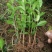 桂花苗八月挂花苗20到50公分高