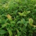 桂花苗八月挂花苗20到50公分高