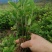 桂花苗八月挂花苗20到50公分高