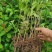 桂花苗八月挂花苗20到50公分高