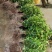 桂花苗八月挂花苗20到50公分高