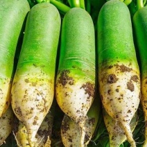 水果萝卜一手货源支持视频看货保质保量欢迎订购