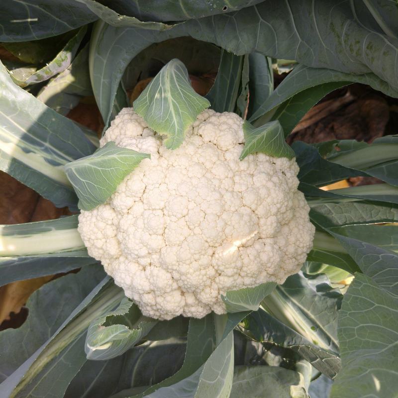河北邯郸菜花白面青梗松花菜万亩蔬菜基地，品种齐全价格优惠