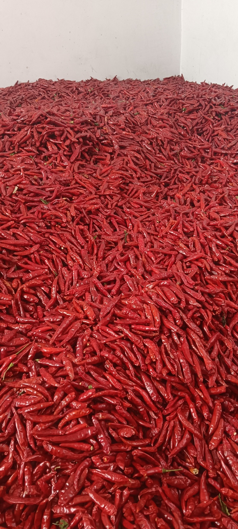 新一代高辣辣椒干湿货都有，901大量有精品货，打粉货，