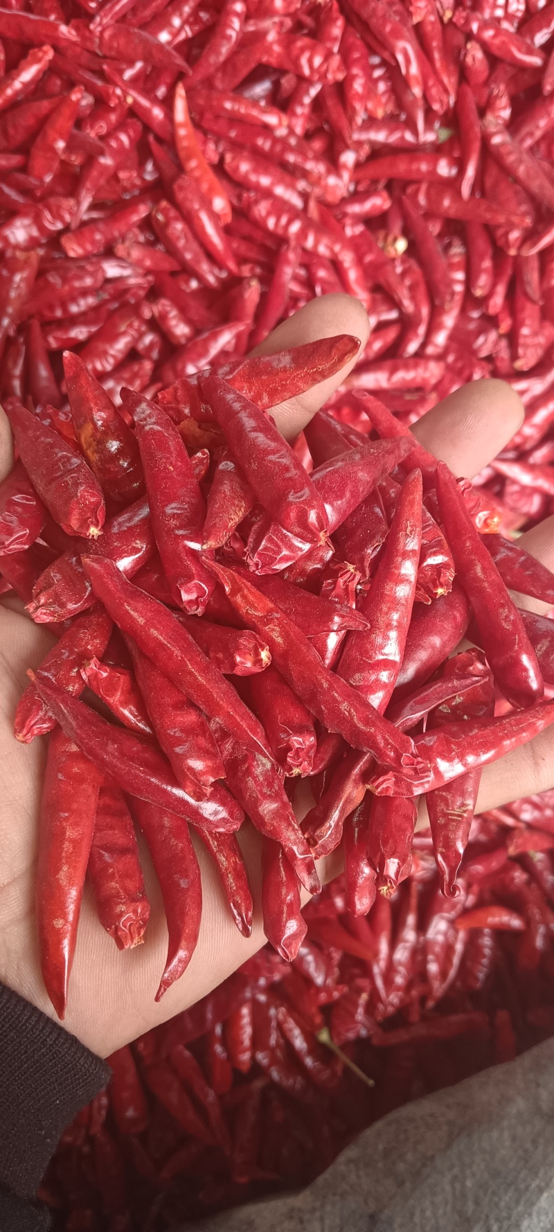 新一代高辣辣椒干湿货都有，901大量有精品货，打粉货，