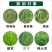 15%炔草酯脂野燕麦看麦娘禾本科麦田除草剂小麦田苗后专用
