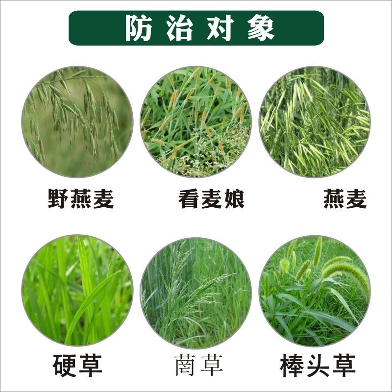 15%炔草酯脂野燕麦看麦娘禾本科麦田除草剂小麦田苗后专用