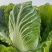 【热卖】白菜黄心大白菜货源充足欢迎咨询