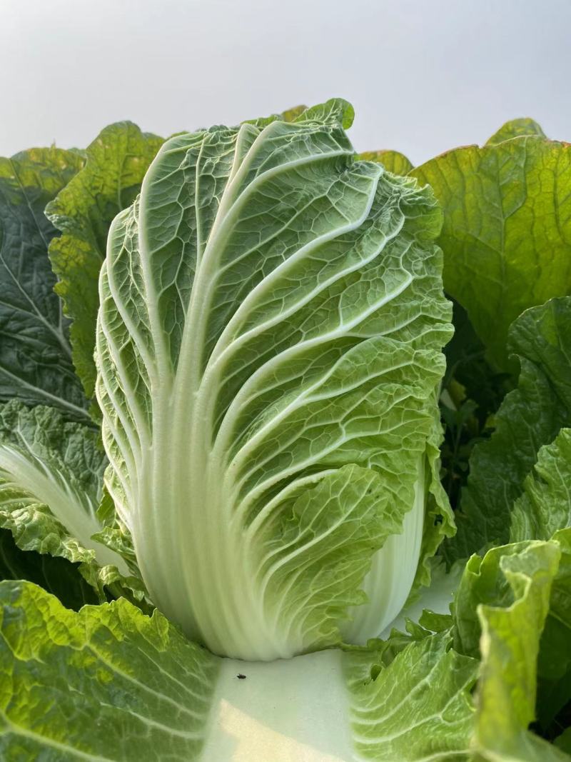 【热卖】白菜黄心大白菜货源充足欢迎咨询