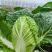 【热卖】白菜黄心大白菜货源充足欢迎咨询