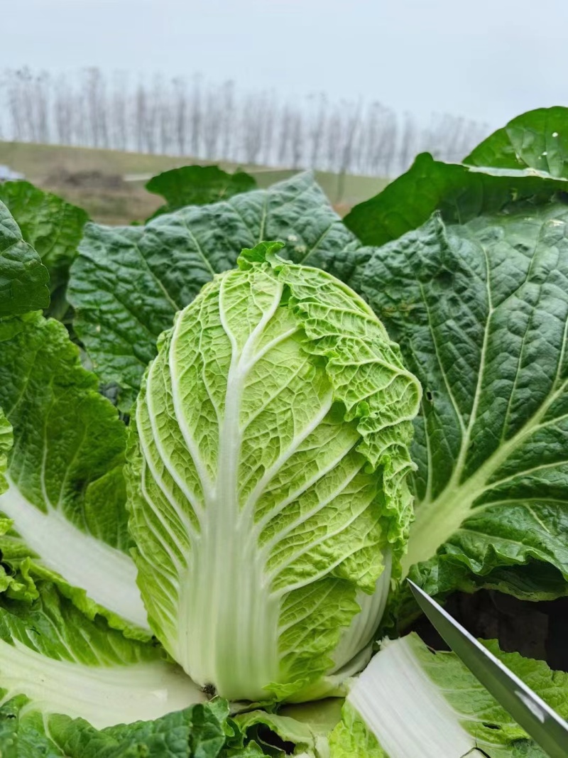 【热卖】白菜黄心大白菜货源充足欢迎咨询