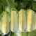 【热卖】白菜黄心大白菜货源充足欢迎咨询