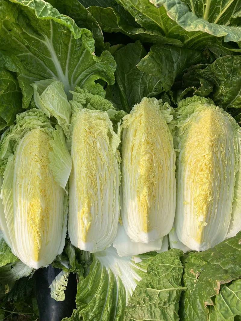【热卖】白菜黄心大白菜货源充足欢迎咨询