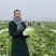 【热卖】白菜黄心大白菜货源充足欢迎咨询