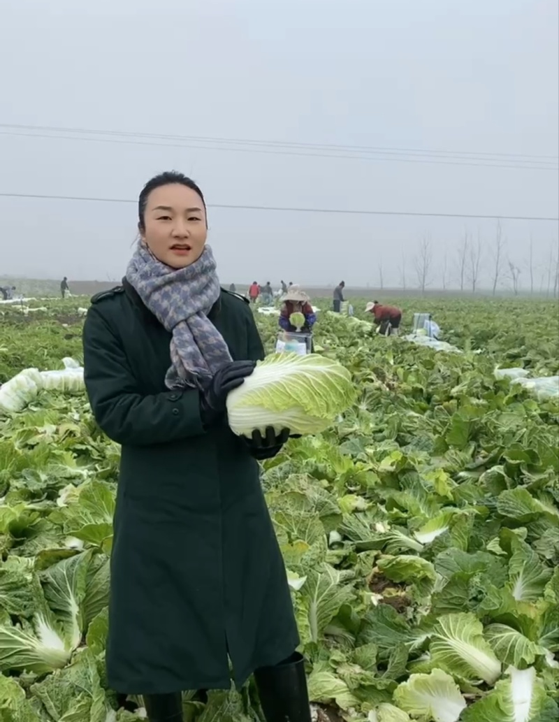 【热卖】白菜黄心大白菜货源充足欢迎咨询