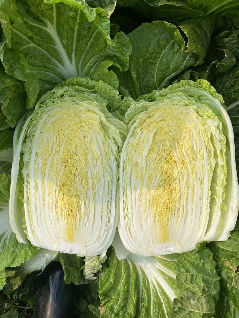 【热卖】白菜黄心大白菜货源充足欢迎咨询