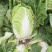 【热卖】白菜黄心大白菜货源充足欢迎咨询