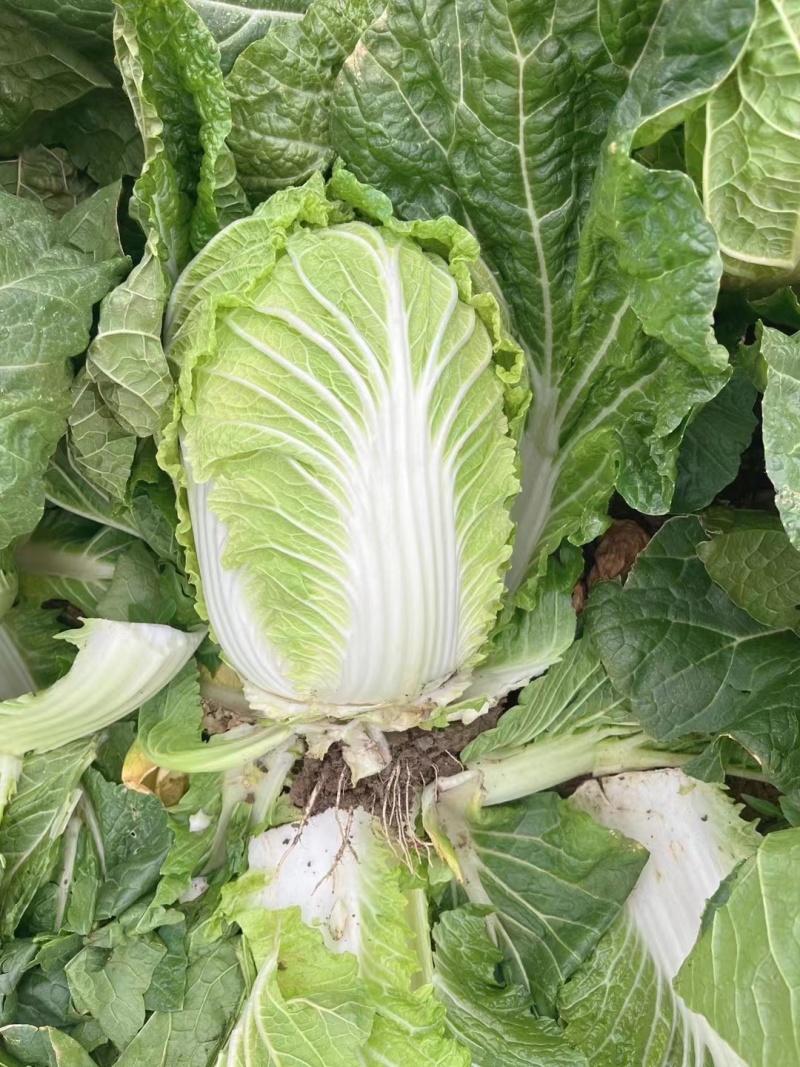 【热卖】白菜黄心大白菜货源充足欢迎咨询