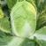 【热卖】白菜黄心大白菜货源充足欢迎咨询