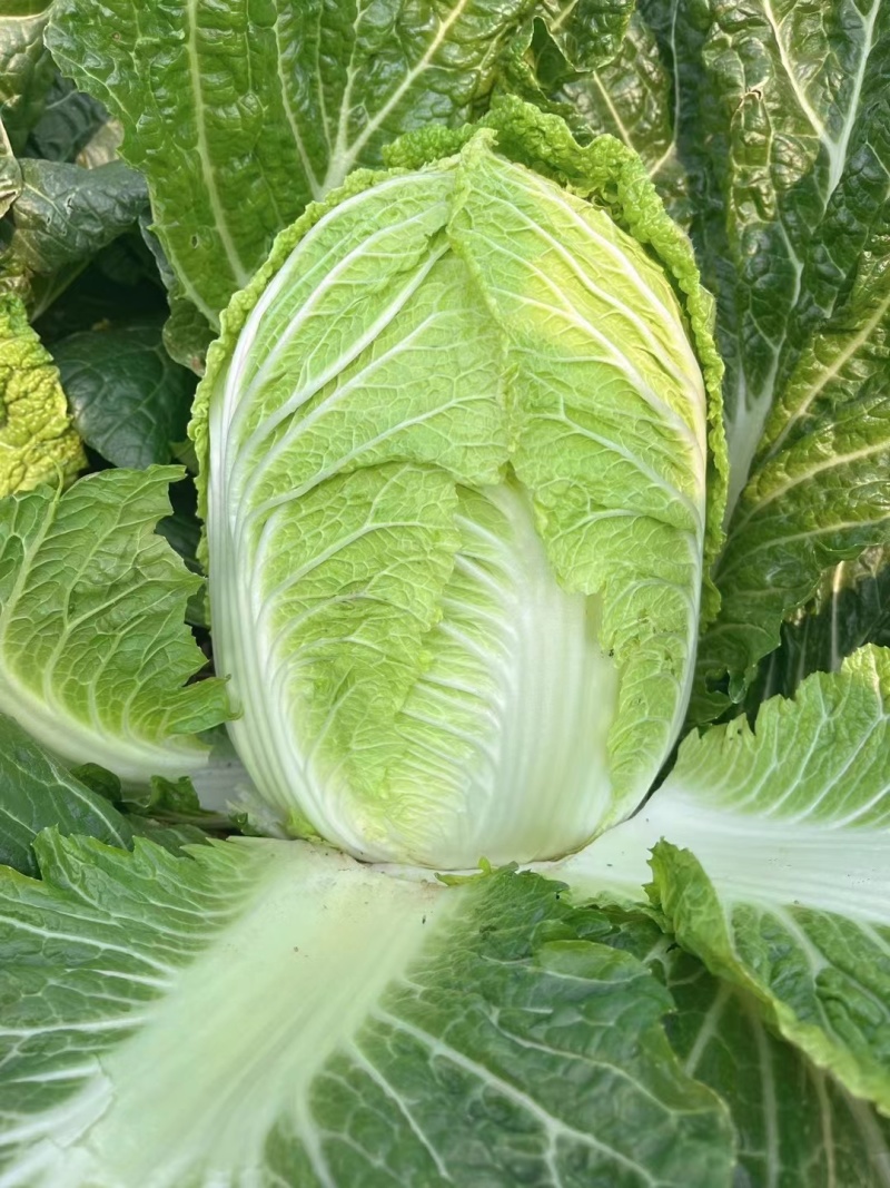 【热卖】白菜黄心大白菜货源充足欢迎咨询