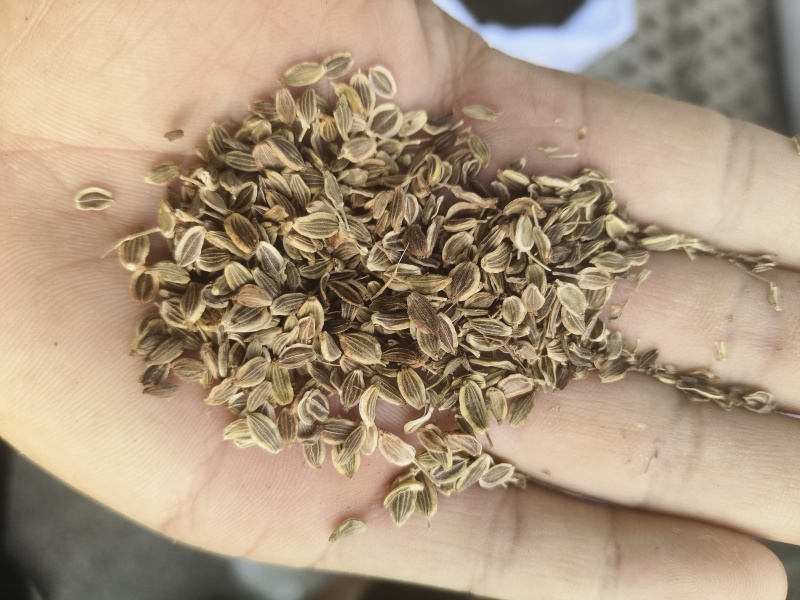 前胡种子大叶前胡种子药材种子好种易管一年生前胡籽