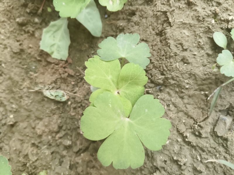 前胡种子大叶前胡种子药材种子好种易管一年生前胡籽