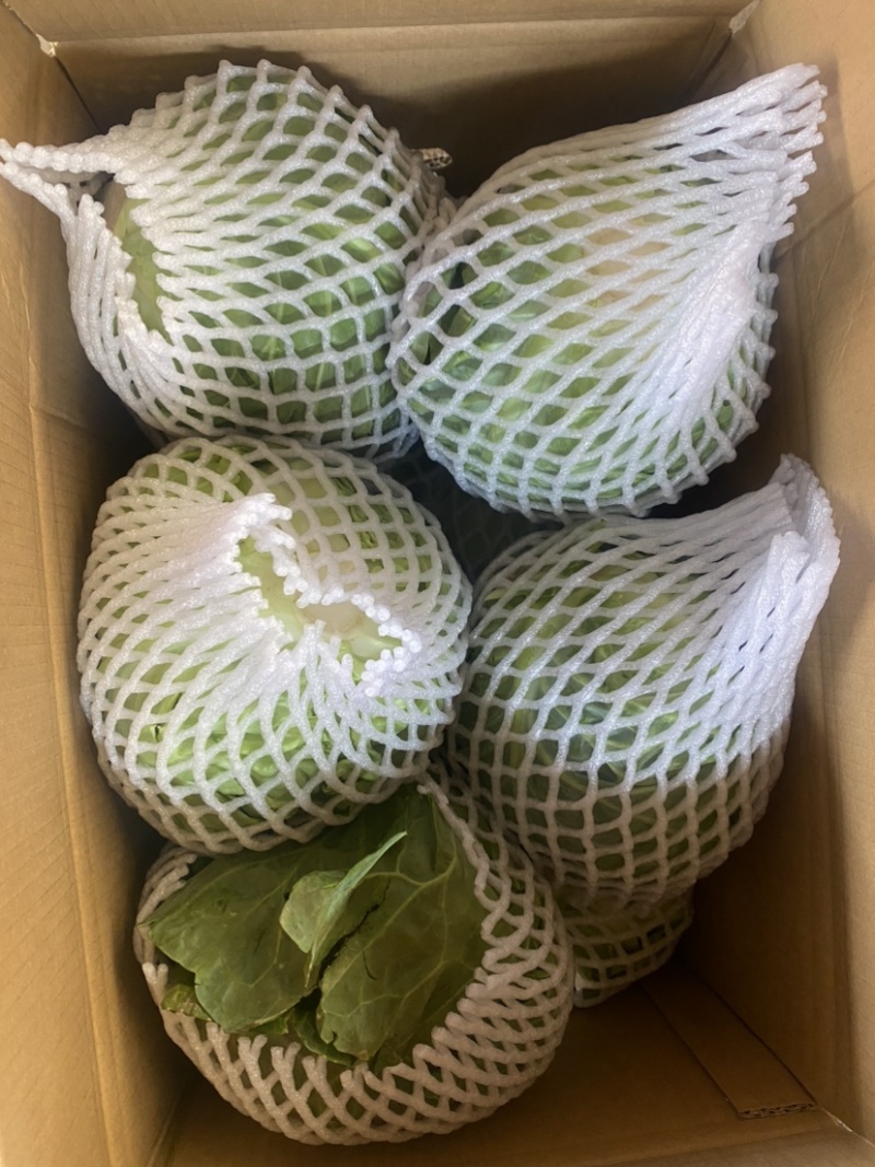 大量供应甘蓝圆甘蓝扁甘蓝