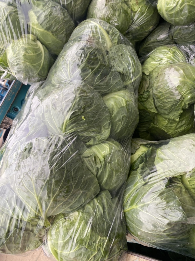 大量供应甘蓝圆甘蓝扁甘蓝