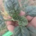 纯小棵趴地菠菜大量供应代发全国需要的老板联系