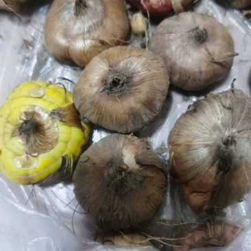 唐菖蒲种球绿色