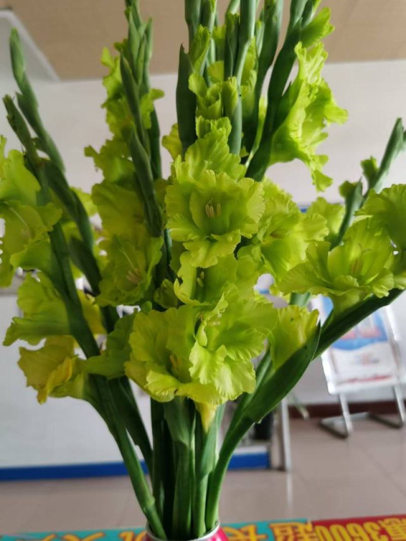 唐菖蒲种球绿色