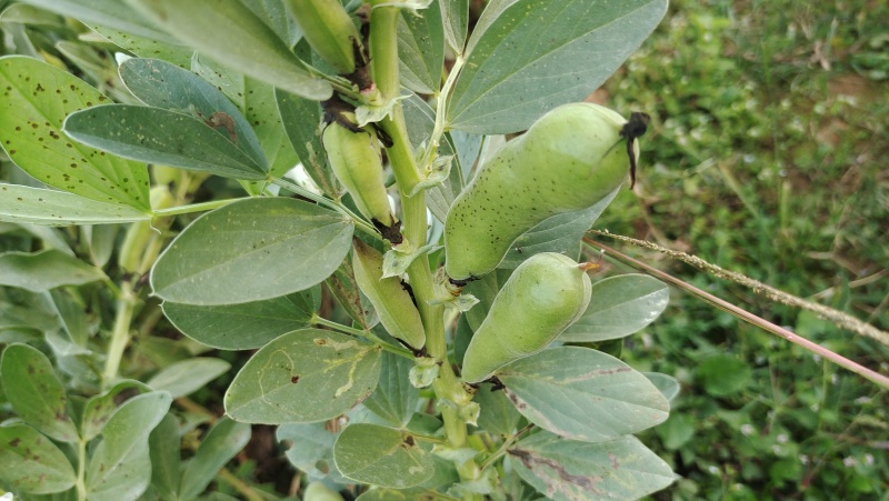 优质早熟蚕豆