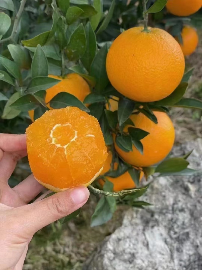 九月红【脐橙】鲜果秭归脐橙皮薄多汁产地直发新鲜橙子果冻橙