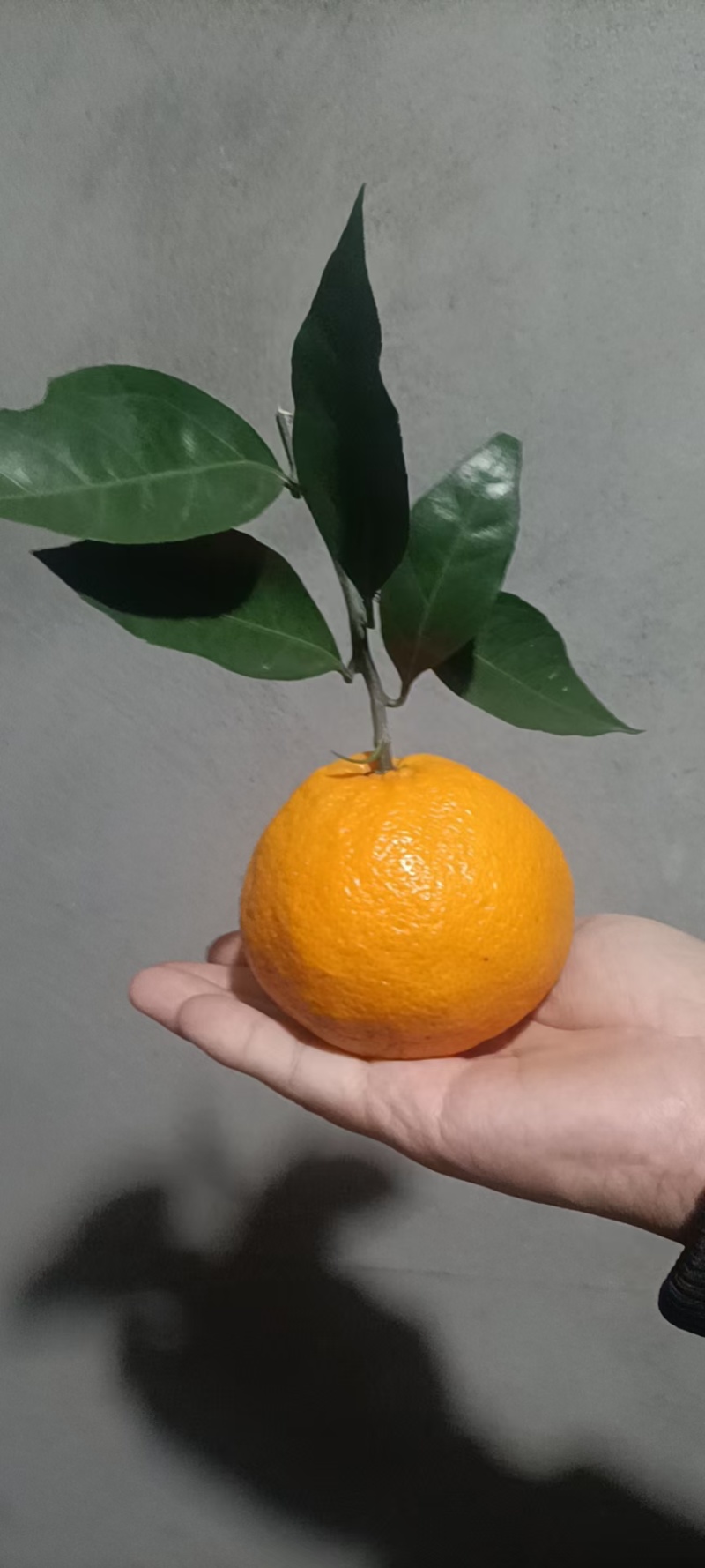 蜜橘各种规格都有一手货源大量现货需要的老板直接联系