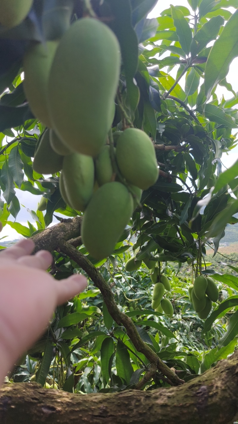 海南芒果-台农芒新鲜芒果产地一手货源代发全国市场对接电商商超