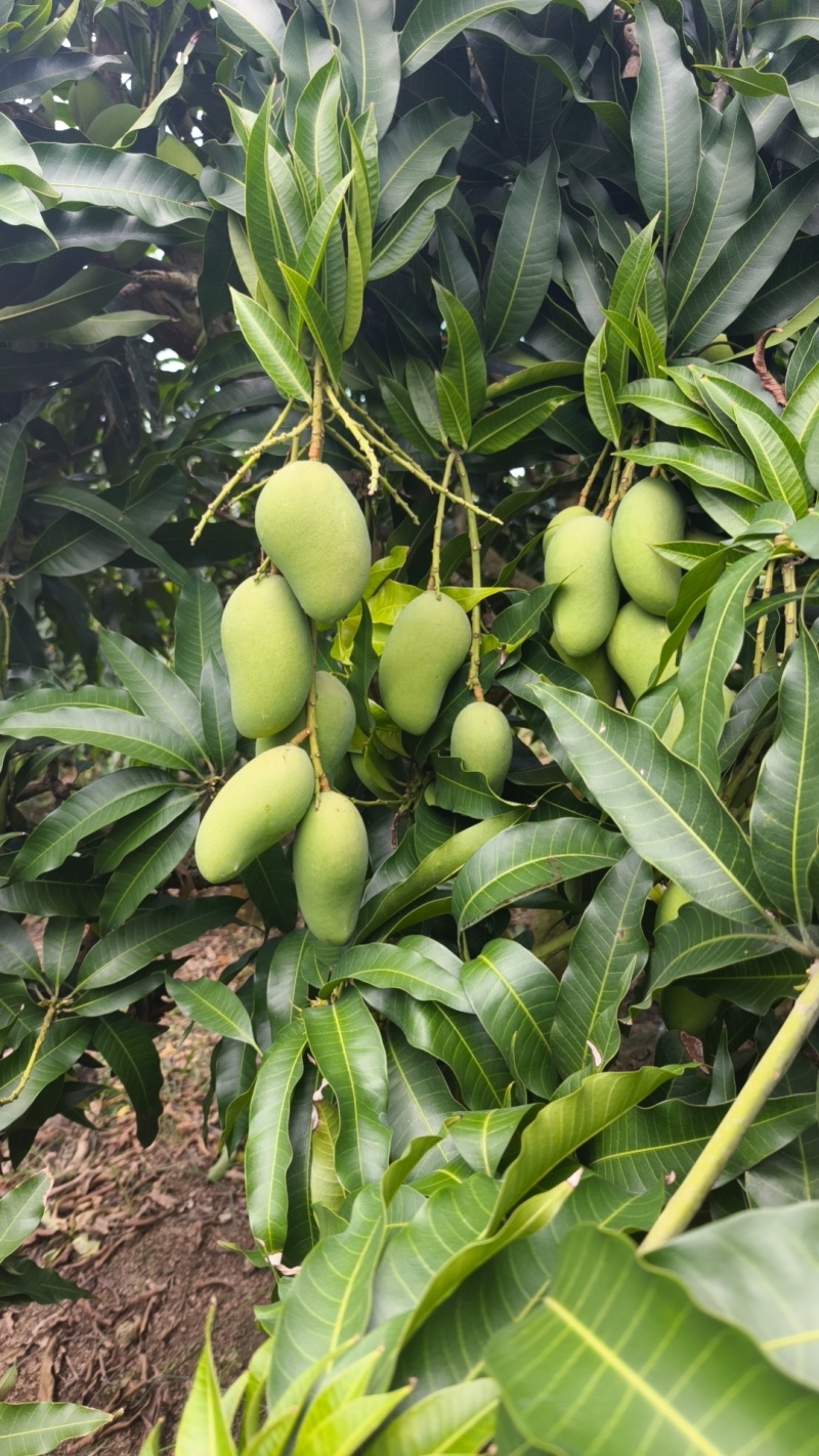 海南芒果-台农芒新鲜芒果产地一手货源代发全国市场对接电商商超