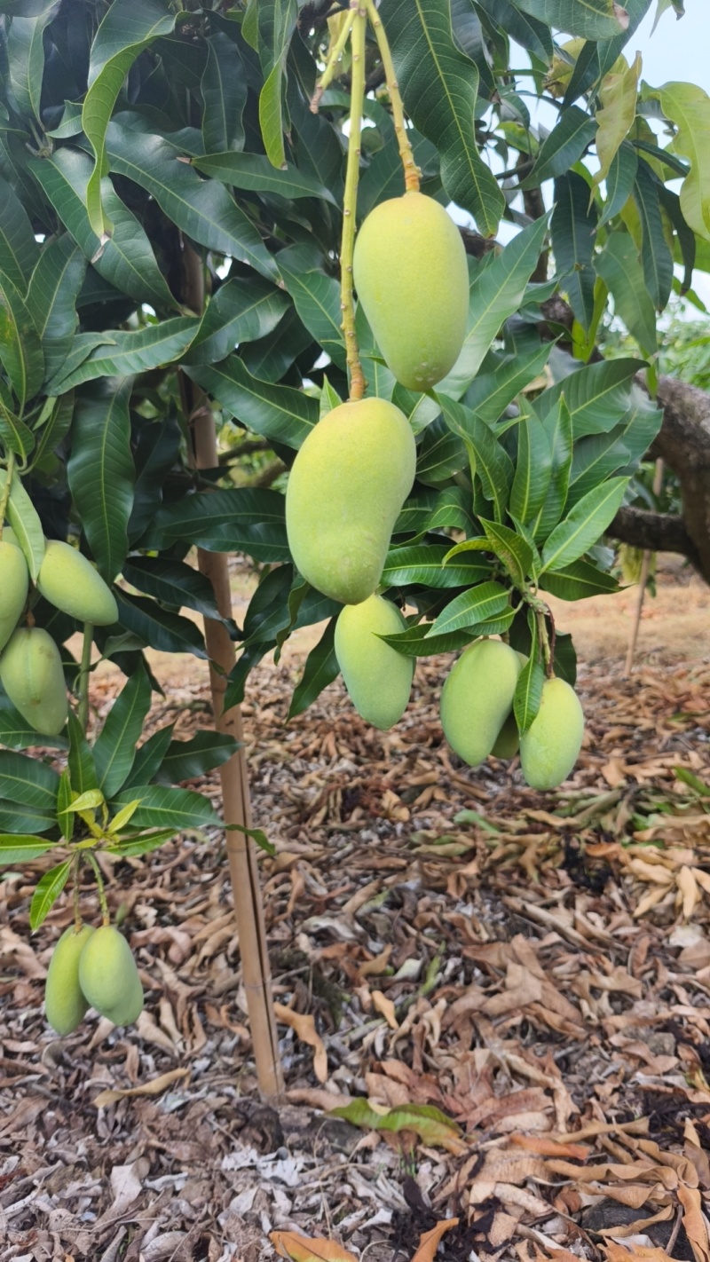 海南芒果-台农芒新鲜芒果产地一手货源代发全国市场对接电商商超