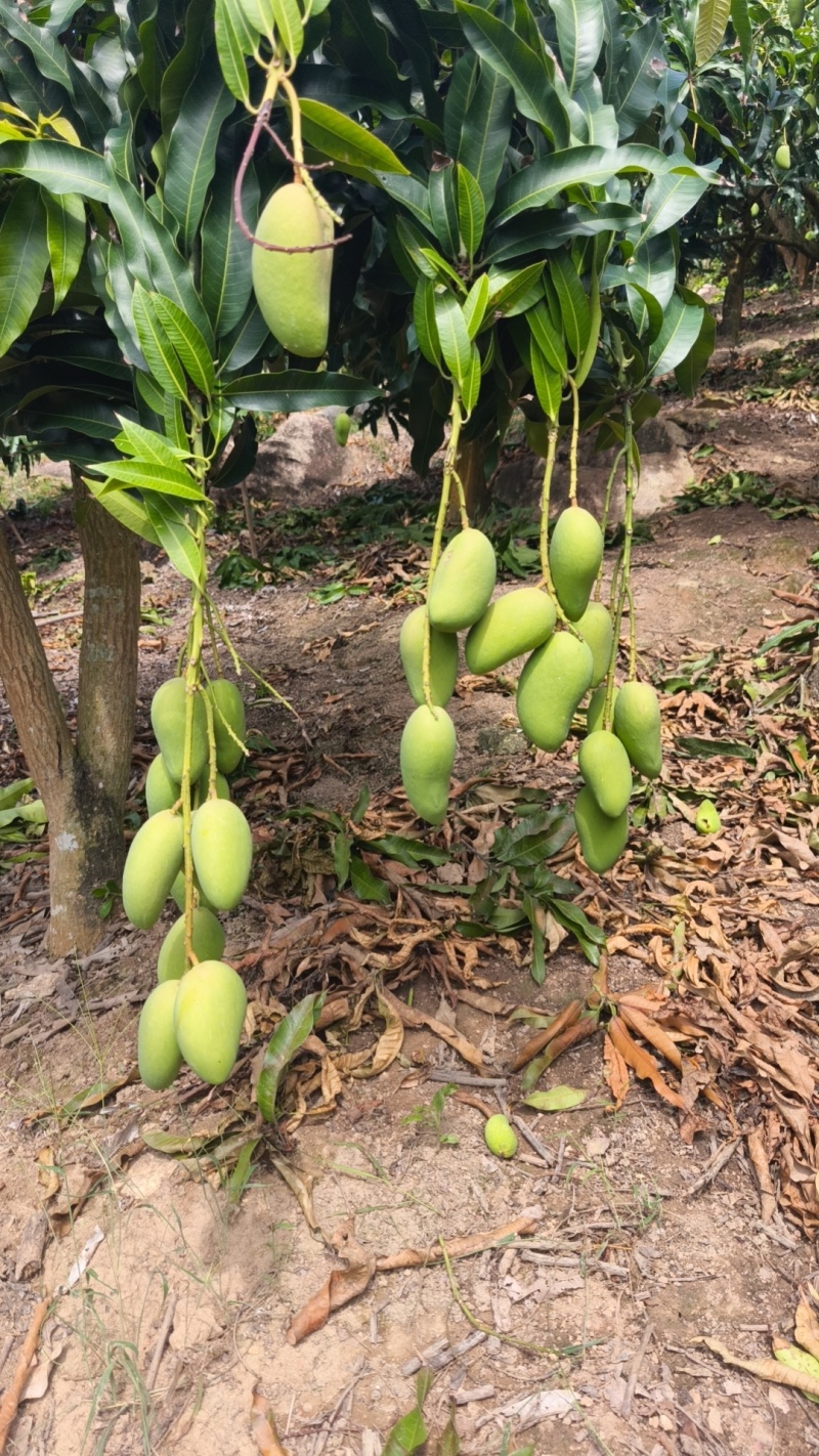 海南芒果-台农芒新鲜芒果产地一手货源代发全国市场对接电商商超