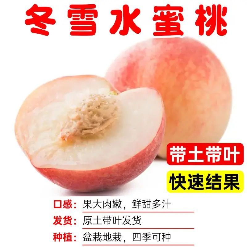 各种新型系列品种，一棵也批发，各种规格品种