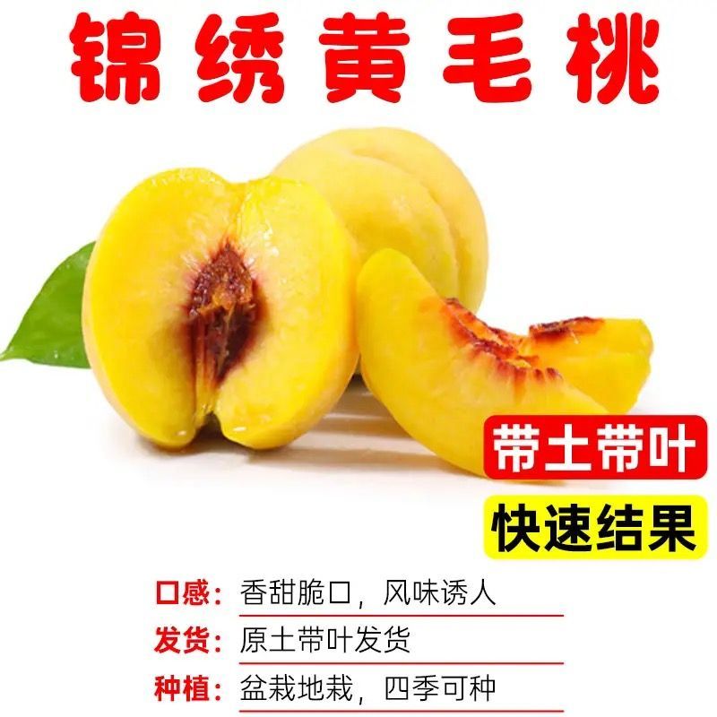 各种新型系列品种，一棵也批发，各种规格品种