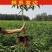 各种新型系列品种，一棵也批发，各种规格品种