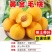 各种新型系列品种，一棵也批发，各种规格品种