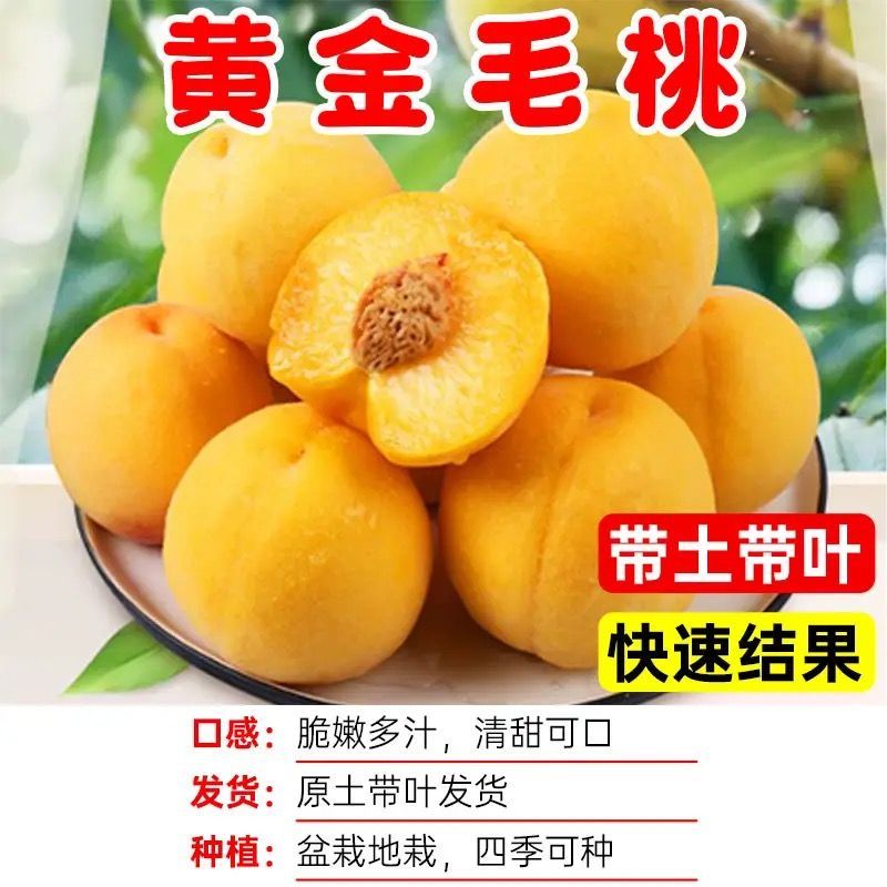各种新型系列品种，一棵也批发，各种规格品种