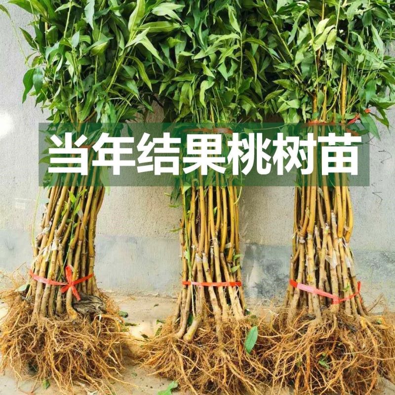 各种新型系列品种，一棵也批发，各种规格品种