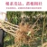 各种新型系列品种，一棵也批发，各种规格品种