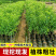 各种新型系列品种，一棵也批发，各种规格品种