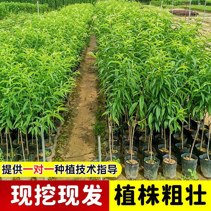 各种新型系列品种，一棵也批发，各种规格品种